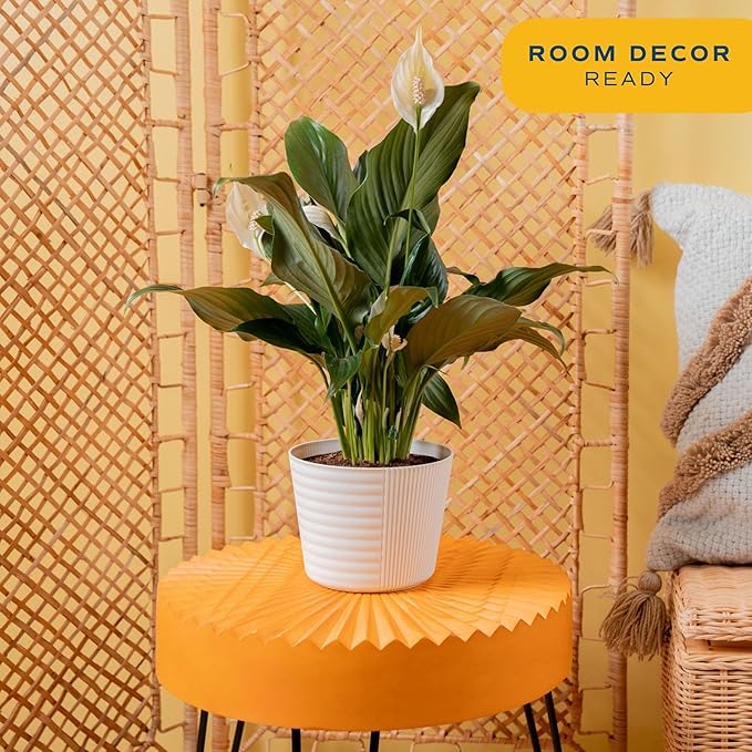 Costa Farms Peace Lily Live Plant in Decorative Plant Pot, Air Purifying Flowering Indoor Houseplant, Perfect for Home, Room, or Office Decor, Great House Warming or Birthday Gift, 14-24 Inches Tall