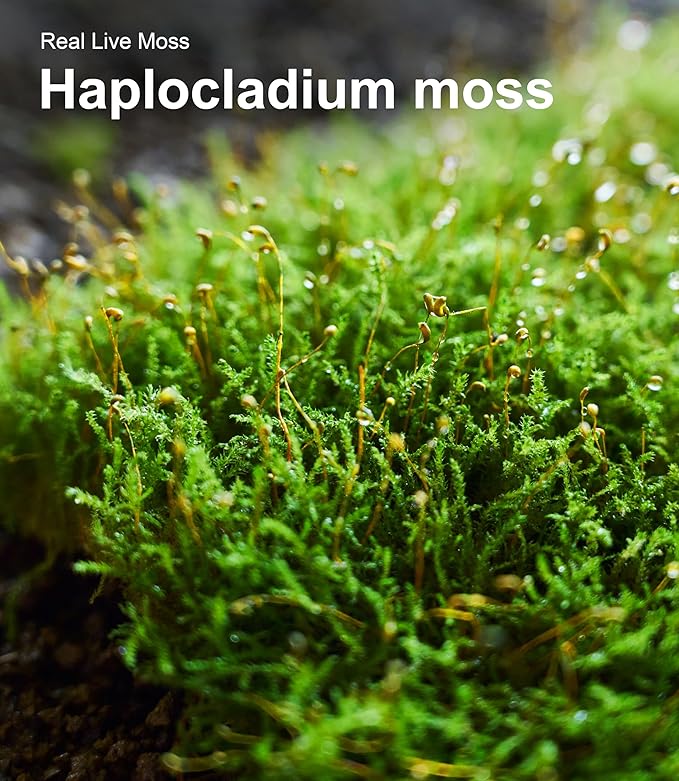 Live Moss Variety Pack – 3 Real Moss Types (Each 3.5"x7"), Decorative Moss for Terrariums, Bonsai, Fairy Gardens, and Plant Craft Projects – Reusable, Naturally Grown, Not Artificial