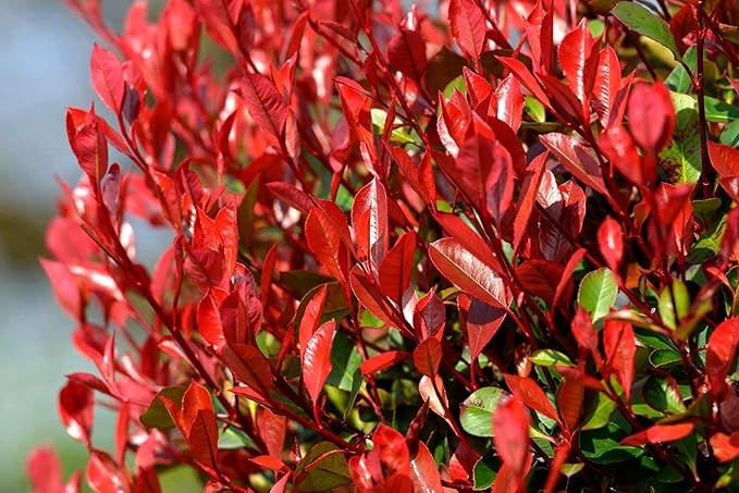 Red Tip | 40 Live Plants | Photinia Fraseri | Evergreen Shrub, Fast Growing Privacy Hedge, Year-Round Color, Low Maintenance, Ornamental Foliage, Ideal for Landscaping, Dense Growth