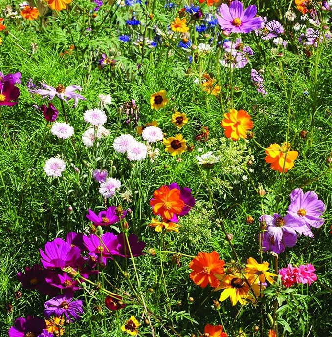 Bentley Seed Co. | The Earth Laughs in Flowers | Beautiful Illustrated Flower Design Art and Quote | Environmental Favor | Pollinator Wildflower Mix Seed Packets | Eco-Friendly Hand Out Gift | 25 Pack