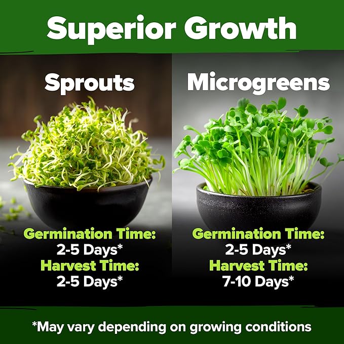 HOME GROWN 𝗨𝗦𝗔 𝗣𝗥𝗘𝗠𝗜𝗨𝗠 Alfalfa Sprout Seeds 16oz Bulk Pack with Thousands of Seeds 𝗡𝗢𝗡-𝗚𝗠𝗢 Alfalfa for Sprouting & Microgreens Indoor Outdoor Growing Resealable Bag High Germination