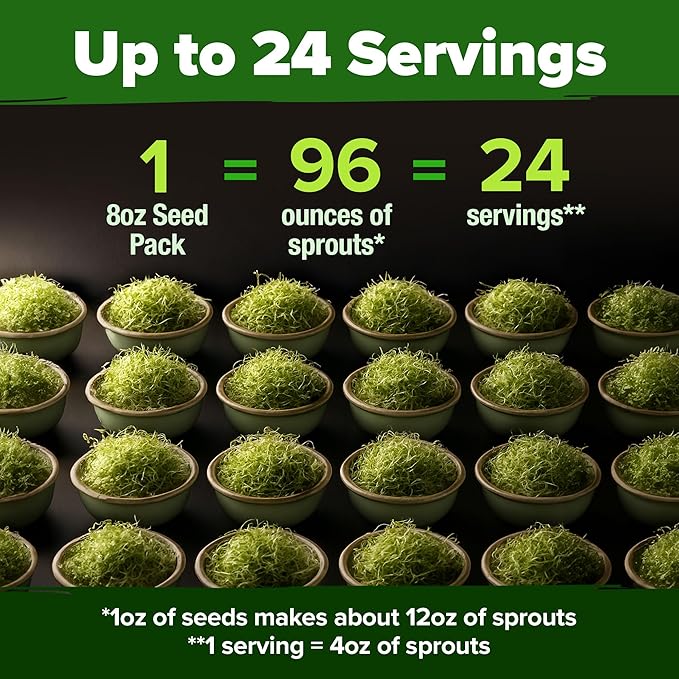 HOME GROWN Broccoli Seeds 8 oz - for Sprouting or Microgreens 𝗡𝗢𝗡-𝗚?𝗢 𝗨𝗦𝗔-𝗦𝗢𝗨𝗥𝗖𝗘𝗗 High Germination Sprout Seeds Nutritious Micro Greens - Broccoli Sprouts in 5 Days - Sulforaphane Rich