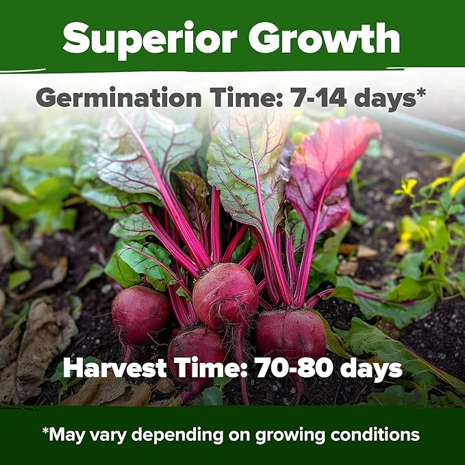 HOME GROWN 𝗨𝗦𝗔 𝗣𝗥𝗘𝗠𝗜𝗨𝗠 Detroit Dark Red Beet Seeds Pack - 500 Heirloom 𝗡𝗢𝗡-𝗚𝗠𝗢 Vegetable Seeds for Planting - Red Beet for Home Garden – High Germination(Beta vulgaris)