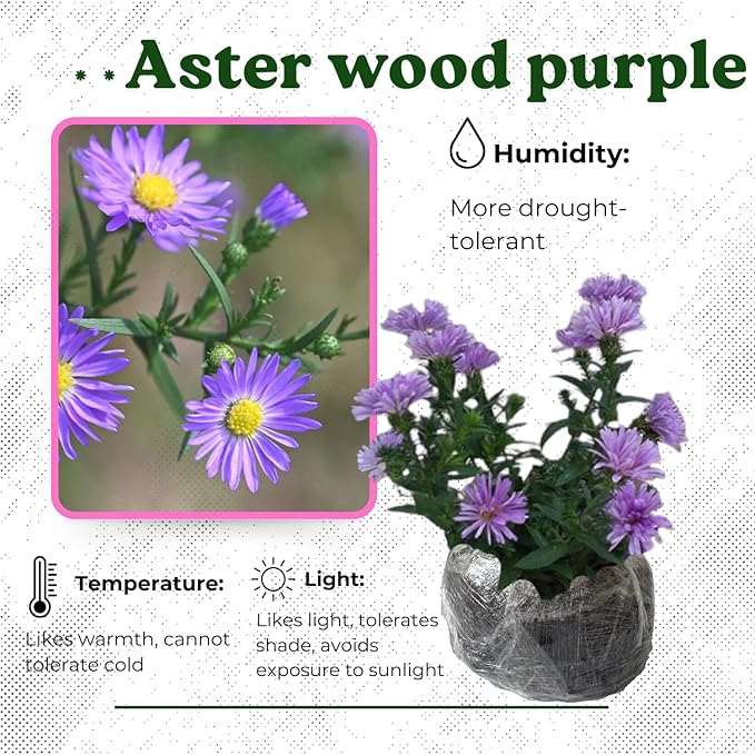 Live Aster Plant for Planting, Vibrant Purple Blooms 4-9 Inch Tall, Hardy and Perennial Aster, Ideal for Container and Outdoor Growing