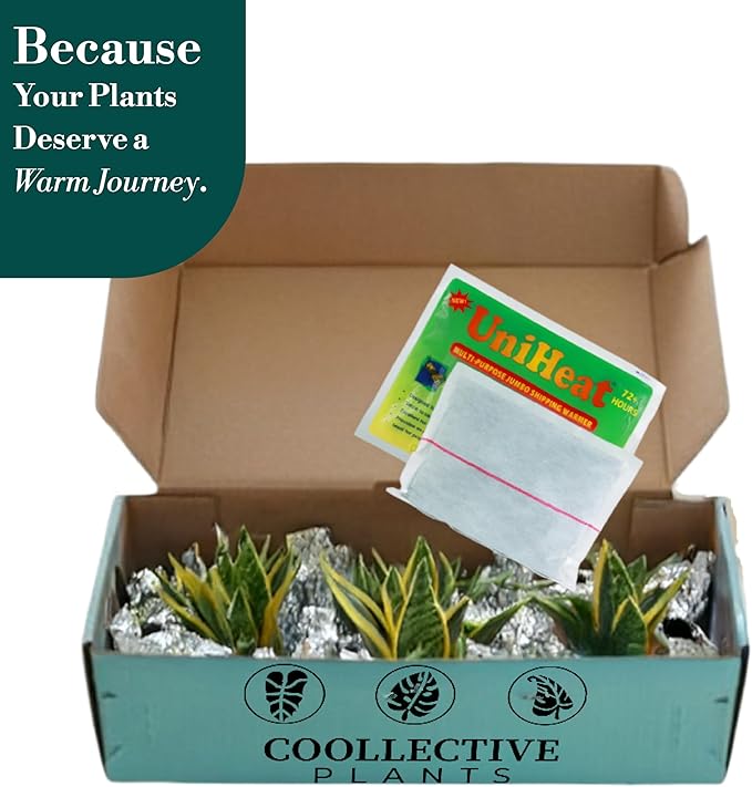 CoollectivePlants Calathea Stella – Live Calathea Plant in 6″ Grower’s Pot, Easy Low Maintenance Indoor Houseplant, Pet Friendly, Includes UniHeat Pack for Winter Protection