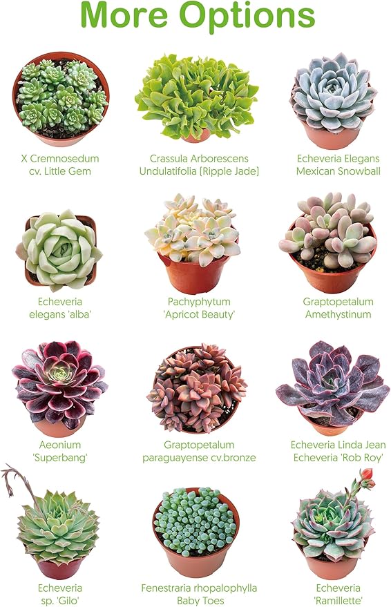 Live Succulents 'String of Bananas' (4-inch), Succulent Plants Fully Rooted in Pots with Soil, Easy-Care House Plant for DIY, Home Office Decor, Wedding Party Favor