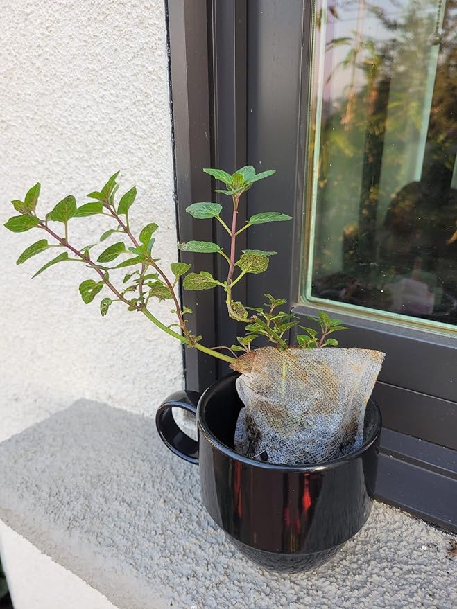 Chocolate+Mohito Mint Plants. Live, Fragrant, Fresh, Edible. Easy Grow. Indoor/Outdoor. (Choc+Mohito Mint Bags)