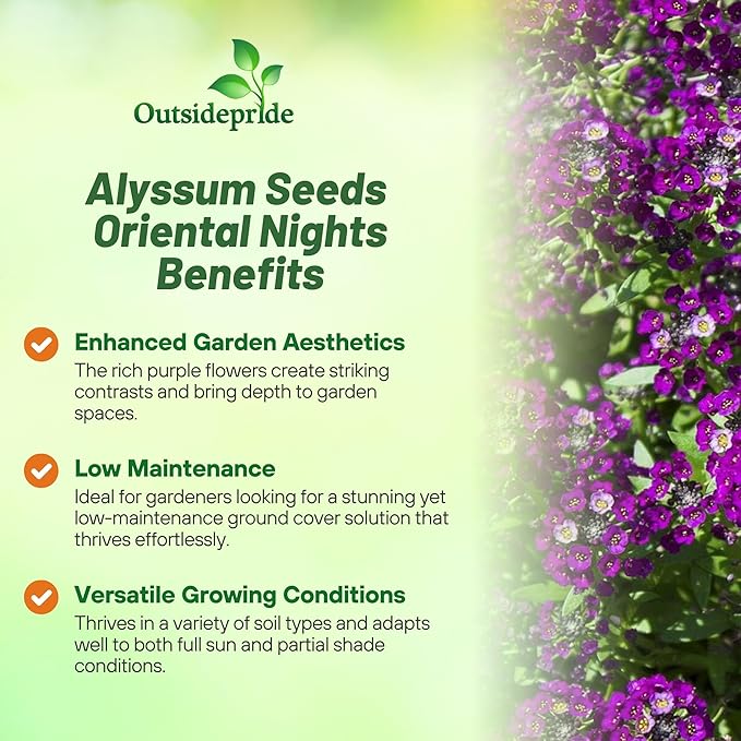 Outsidepride Oriental Nights Alyssum Seeds - 5000 Pcs Annual, Drought-Tolerant & Pollinator-Friendly Ground Cover Seeds w/Fragrant Honey Blooms for Low-Growing Xeriscaping & Outdoor Planting