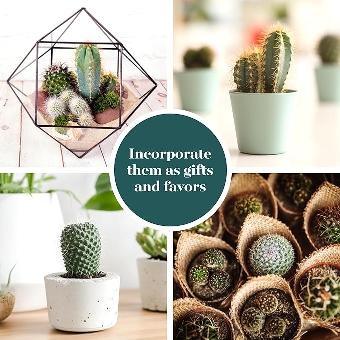 Shop Succulents Premium Live Mini Cactus Plants in Bulk 2" Pots, Easy Care Indoor or Outdoor Gardening, Terrariums, Favors, & Contemporary Spaces with Hardy, Resilient Varieties, Pack of 40
