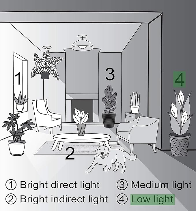 Thorsen's Greenhouse Live Peace Lily Plant, Spathyphylum, Low Light, Natural Air Purifier Live Indoor Plant, 4" Diameter Pot (Gold, 4-inch Pot)