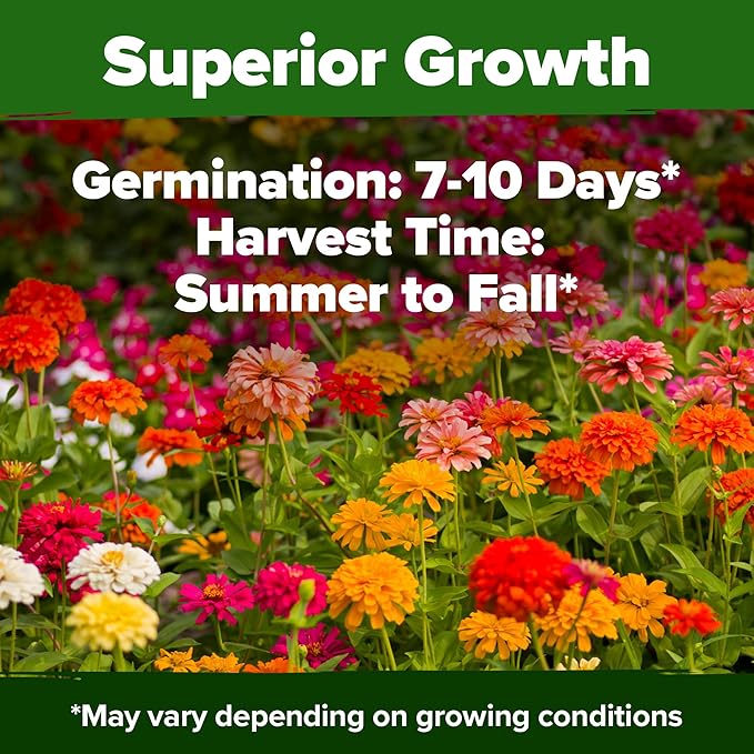 HOME GROWN 𝗨𝗦𝗔 𝗣𝗥𝗘𝗠𝗜𝗨𝗠 Zinnia Dahlia Seeds Pack for 2026 – 524 𝗡𝗢𝗡-𝗚𝗠𝗢 Flower Seeds | Vibrant Zinnia Elegans for Pollinator Gardens, Borders & Containers | Easy-to-Grow Outdoor Blooms