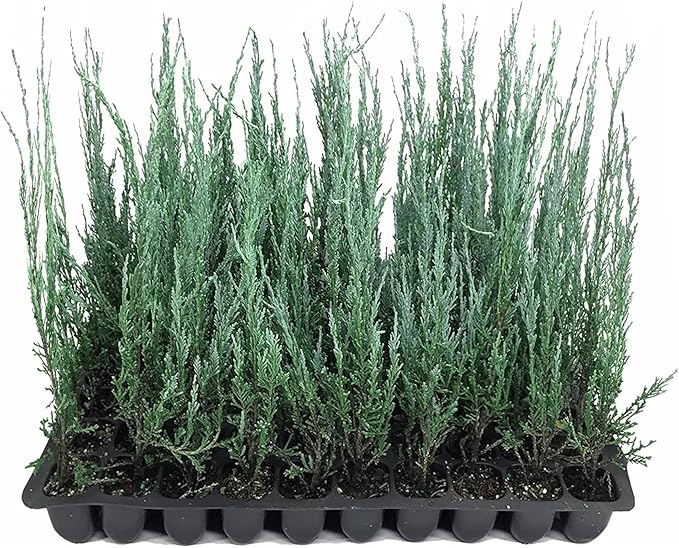 Blue Arrow Juniper | 20 Live Plants | Juniperus Scopulorum | Fast Growing Privacy Screen, Outdoor Evergreen Shrub, Narrow Columnar Shape, Low Maintenance Landscape, Drought Tolerant