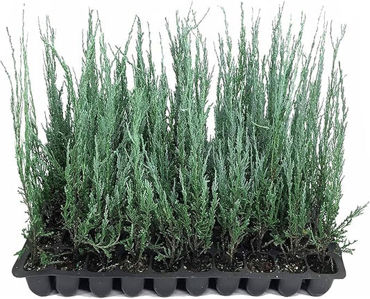 Blue Arrow Juniper | 10 Live Plants | Juniperus Scopulorum | Fast Growing Privacy Screen, Outdoor Evergreen Shrub, Narrow Columnar Shape, Low Maintenance Landscape, Drought Tolerant