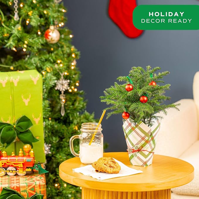 Costa Farms Norfolk Island Pine, Live Christmas Tree Plant in Holiday Gift Wrap Pot, Small Indoor Houseplant, Includes Ornaments, Home, Room, or Office Decor, Decoration, 10-14 Inches Tall
