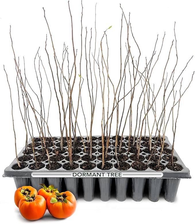 Persimmon Fruit Trees | 3 Live Trees | Diospyros Kaki | Edible Fruit Tree for Home Gardens | Cold Hardy Plants with Sweet, Delicious Fruits