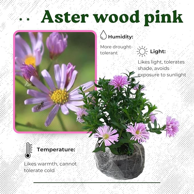 Live Aster Plant for Planting, Vibrant Pink Blooms 4-9 Inch Tall, Hardy and Perennial Aster, Ideal for Container and Outdoor Growing