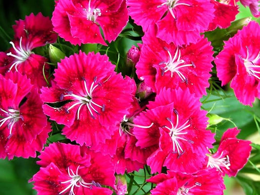 Greenwood Nursery: Live Perennial Plants - Frosty Fire + Dianthus Allwoodii - [Qty: 2X Pint Pots] - (Click for Other Available Plants/Quantities)
