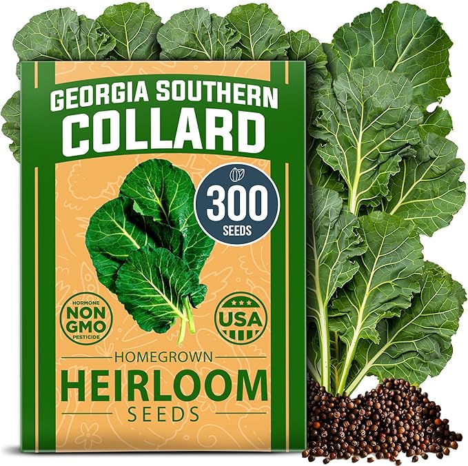 HOME GROWN 𝗨𝗦𝗔 𝗣𝗥𝗘𝗠𝗜𝗨𝗠 Collard Greens Georgia Southern - 300 High Germination 𝗡𝗢𝗡-𝗚𝗠𝗢 Heirloom Seeds for Planting in Your Vegetable Garden (Brassica oleracea)
