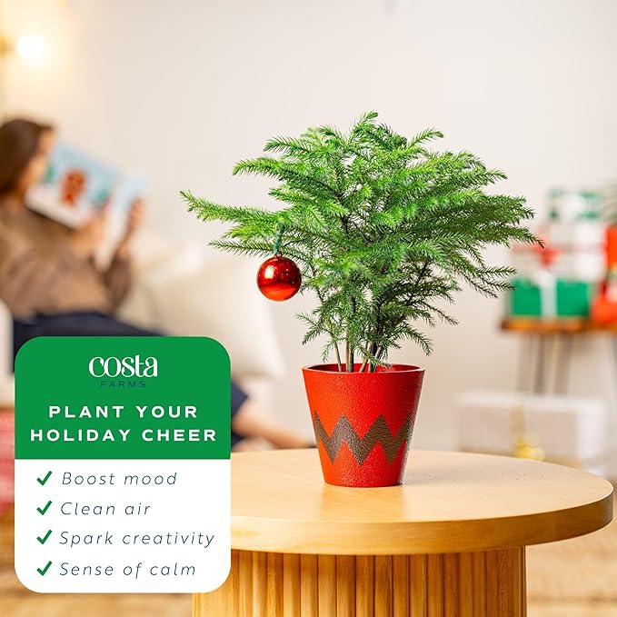 Costa Farms Live Christmas Tree, Small Norfolk Island Pine Plant in Holiday Decorative Plant Pot, Includes Ornament, Indoor Houseplant, Home, Room, or Seasonal Decor, Gift, 10-14 Inches Tall