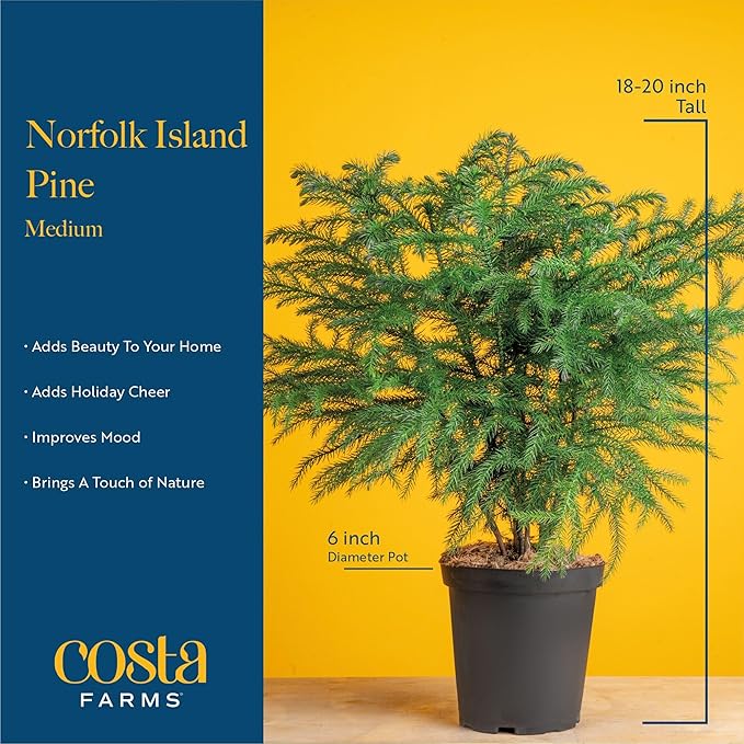 Costa Farms Norfolk Island Pine, Live Christmas Tree Plant in Holiday Decorative Plant Pot, Includes Ornaments, Indoor Houseplant, Holiday Room Décor, Decorations, or Gift, 16-22 Inches Tall