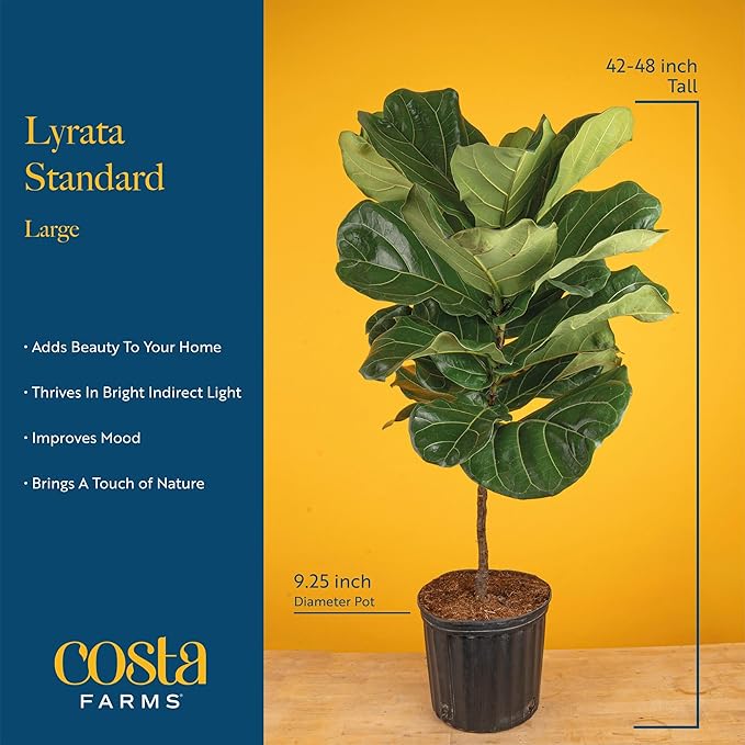 Costa Farms Fiddle Leaf Fig Tree Live Plant in Decorative Pot, Large Indoor Houseplant, Perfect for Home, Room, or Office Decor, Great House Warming or Birthday Gift, 3-4 Feet Tall