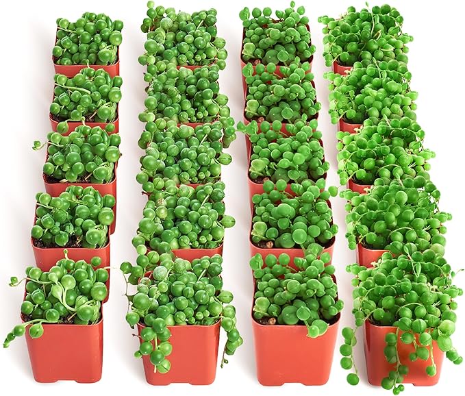 Shop Succulents String of Pearls Succulent Plant 2" Grow Pot Pack of 32