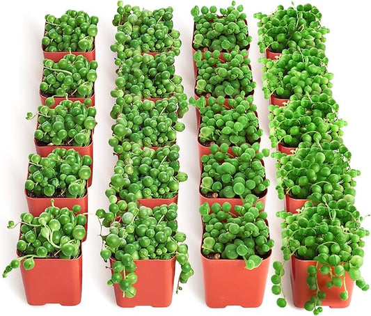 Shop Succulents String of Pearls Succulent Plant 2" Grow Pot Pack of 32