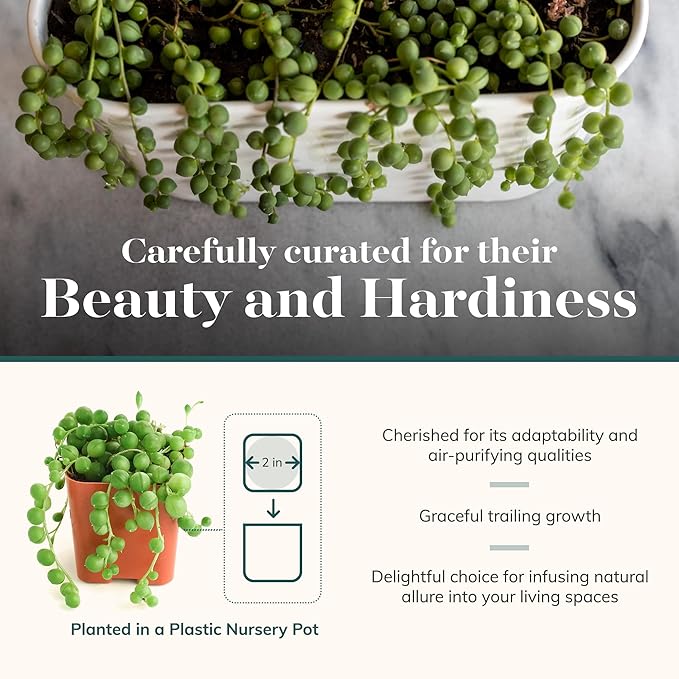 Shop Succulents String of Pearls Succulent Pack - Live 2" Senecio Rowleyanus Plants, Unique Trailing Variety for Hanging Planters & Gifts - Easy Care Indoor Houseplant, Pack of 1
