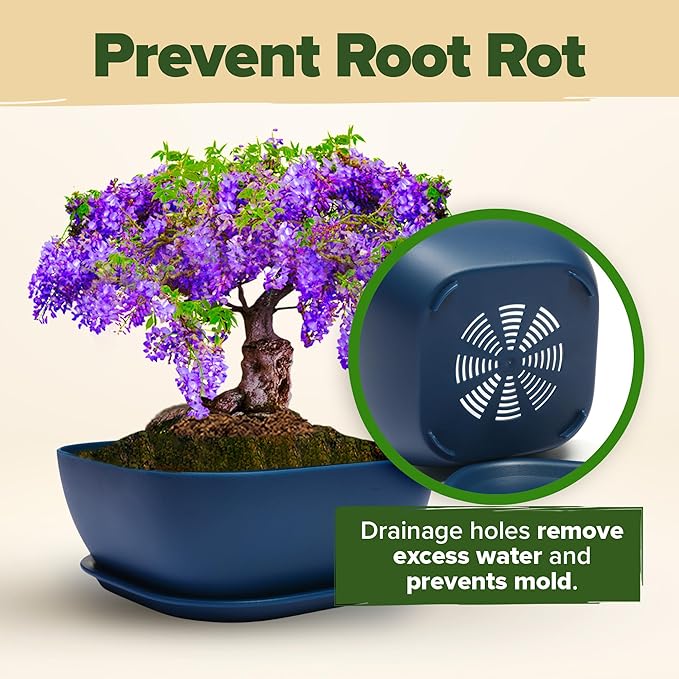 HOME GROWN Bonsai Tree Kit – 6 Heirloom Varieties with Unique Pots – DIY Bonsai Starter Kit for Adults & Beginners – Christmas Gift for Men Women Gardeners Plant Lovers – Indoor Growing Kit