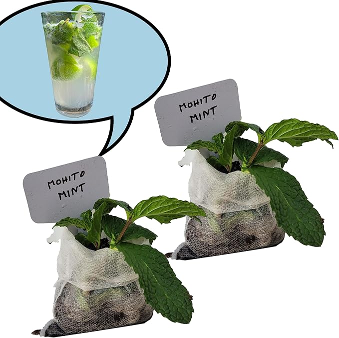 Generic Mojito Mint Plants. Live, Fragrant, Fresh, Edible. Easy Grow. Indoor/Outdoor. (2 mohito Mint Bags)