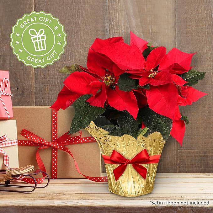 Green Circle Growers 4" Poinsettia Red in Gold Pot Cover, 12 Pack