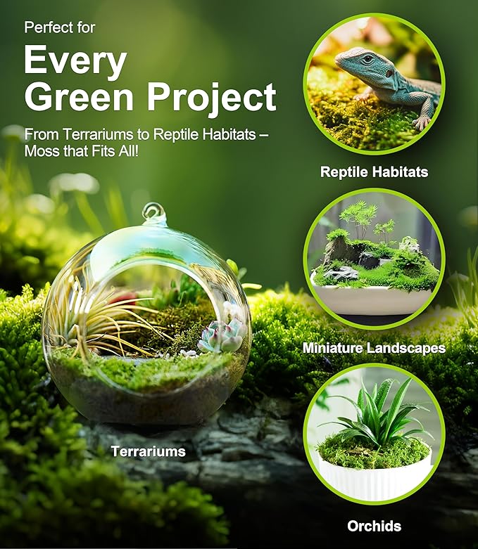 Live Moss – Hypnum Moss (3 Sheets, Each Approx. 3.5"x7") for Terrariums, Fairy Gardens, Bonsai & Natural Plant Decor – Naturally Grown, Reusable, Not Artificial