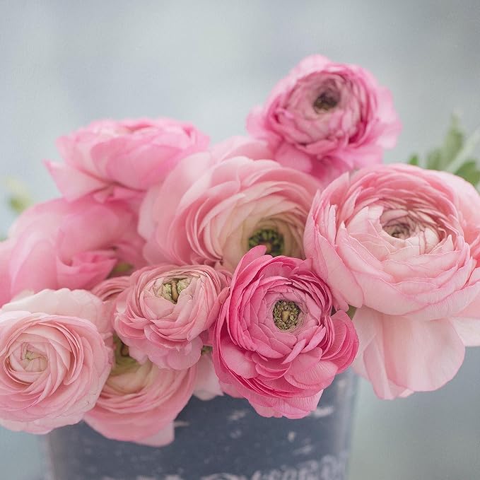 Eden Brothers Ranunculus Bulbs - Marshmallow