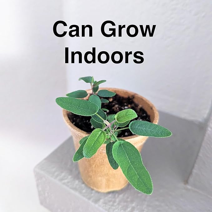 Lemon Eucalyptus (Corymbia citriodora) Live Plant - Fragrant Indoor/Outdoor Plant with Natural Insect Repellent Citronella Oil (2 eucal-Lemon sacs)