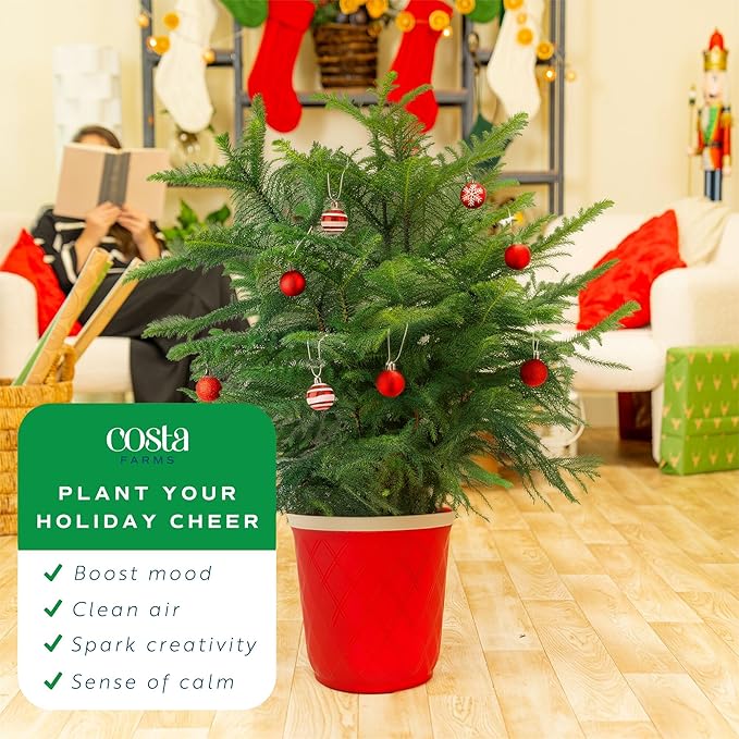 Costa Farms Norfolk Island Pine, Live Christmas Tree Plant in Decorative Christmas Planter, Includes Ornaments, Large Indoor Houseplant, Seasonal Room Decor, 3-4 Feet Tall
