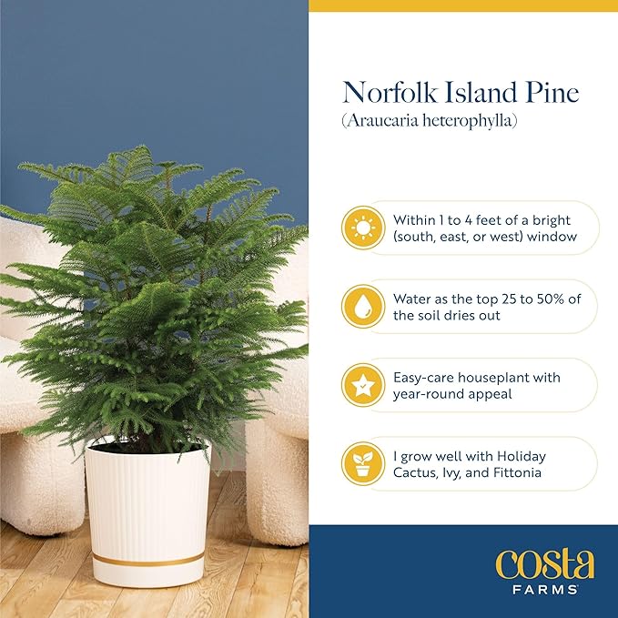 Costa Farms Norfolk Island Pine, Live Christmas Tree Plant in Holiday Gift Wrap Pot, Includes Ornaments and Topper, Indoor Houseplant, Room, or Office Decor, Great House Warming, 16-22 Inches Tall