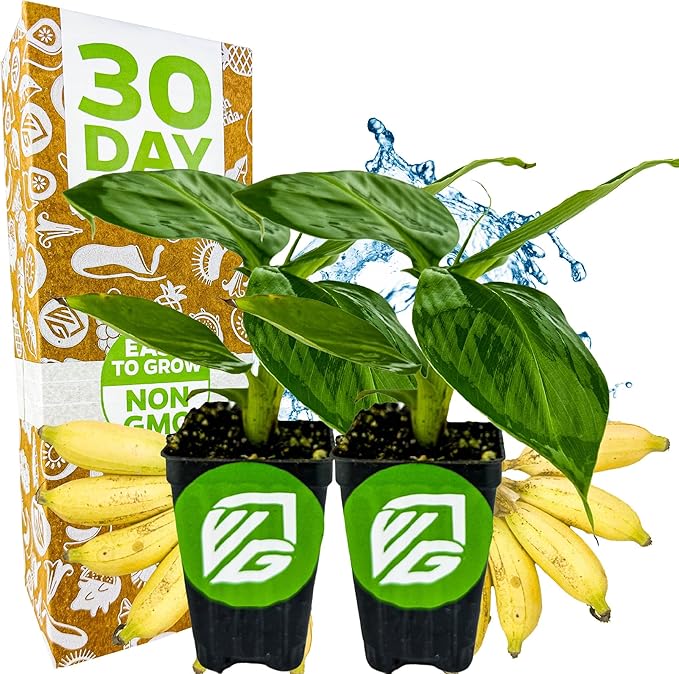 Truly Tiny Banana Live Plant - Musa 'Truly Tiny' by Wellspring Gardens - Petite Beauty, Edible Bananas, Red Variegation, Outdoor Banana Tree, Homegrown Edible Bananas (2-Pack)