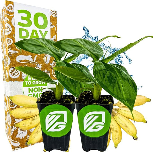 Truly Tiny Banana Live Plant - Musa 'Truly Tiny' by Wellspring Gardens - Petite Beauty, Edible Bananas, Red Variegation, Outdoor Banana Tree, Homegrown Edible Bananas (2-Pack)
