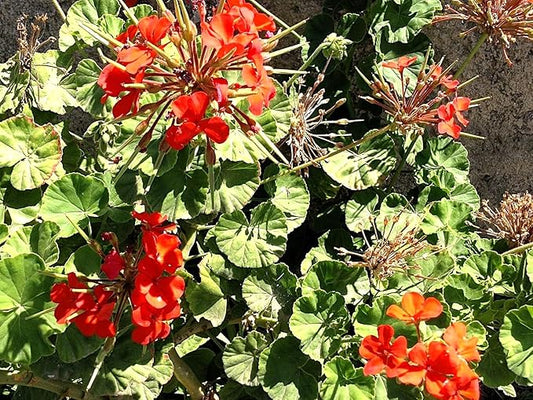 Greenwood Nursery: Live Perennial Plants - Wild Red Columbine + Aquilegia Canadensis - [Qty: 10x Pint Pots] - (Click for Other Available Plants/Quantities)