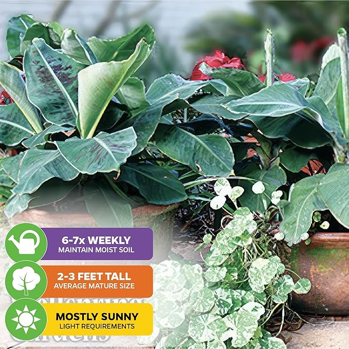 Truly Tiny Banana Live Plant - Musa 'Truly Tiny' by Wellspring Gardens - Petite Beauty, Edible Bananas, Red Variegation, Outdoor Banana Tree, Homegrown Edible Bananas (2-Pack)