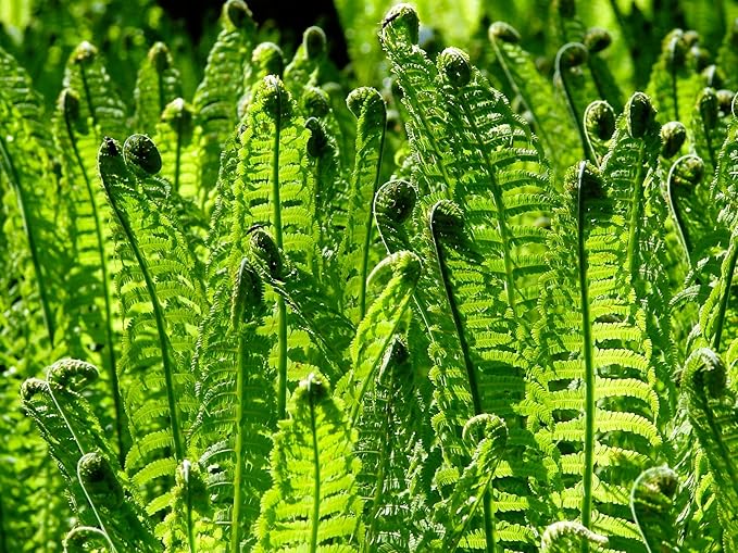 Greenwood Nursery: Live Perennial Plants - Ostrich Fern + Matteuccia Struthiopteris - [Qty: 10x Pint Pots] - (Click for Other Available Plants/Quantities)