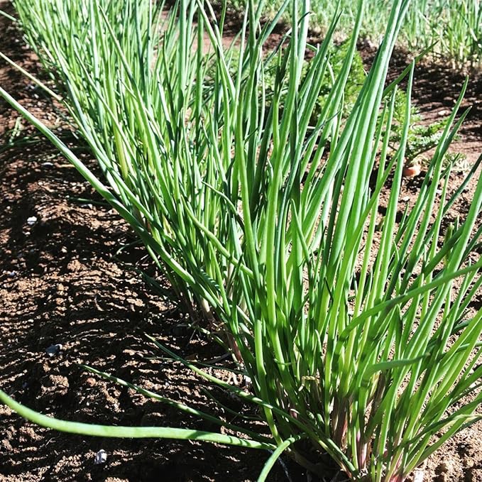 Set 40 of Egyptian Walking Onions Bulbs for Planting, Egyptian Walking Onions Topsets Bulbs for Planting Onion Bulbils, Perennial Fall Planting Gardening Indoor and Outdoor