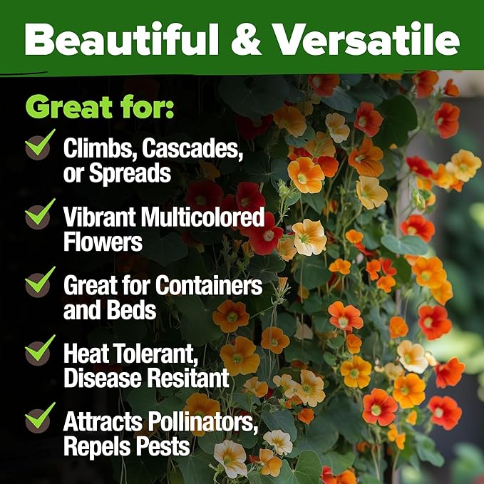 HOME GROWN Nasturtium Seeds Dwarf Tall Trailing Mix – 250+ 𝗡𝗢𝗡-𝗚𝗠𝗢 Edible Flower Seeds for Planting Outdoors – Fast Germination, Low-Maintenance Climbing & Trailing Nasturtium (Tropaeolum majus)