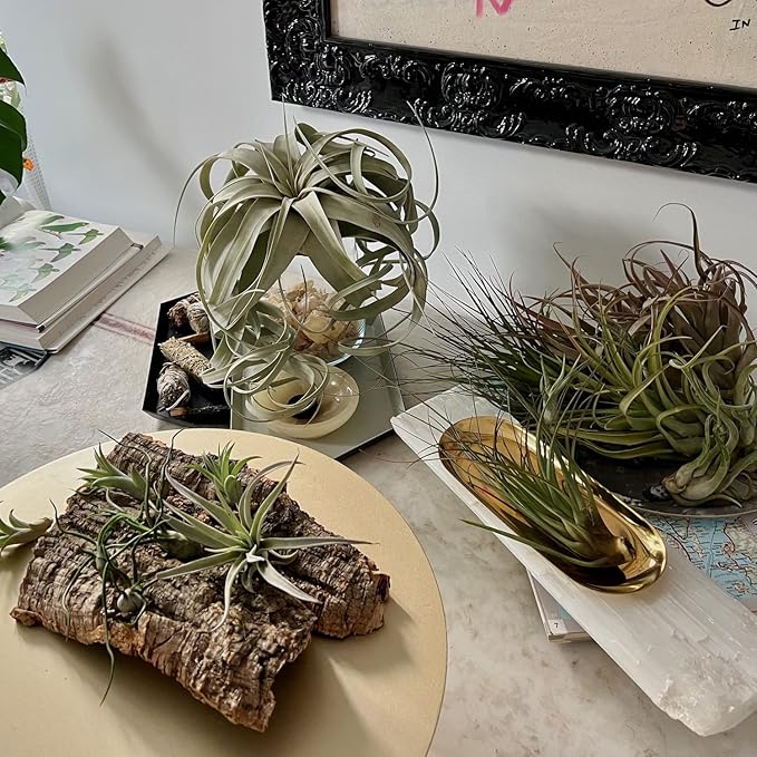 ragnaroc Live Air Plants - Tillandsia Gift Box TOR Variety Pack - 10 Count Large, 4-10 inches – Live Indoor Plants & Live 15 inch Spanish Moss – Live Plants for Home décor, Live Arrival Guaranteed
