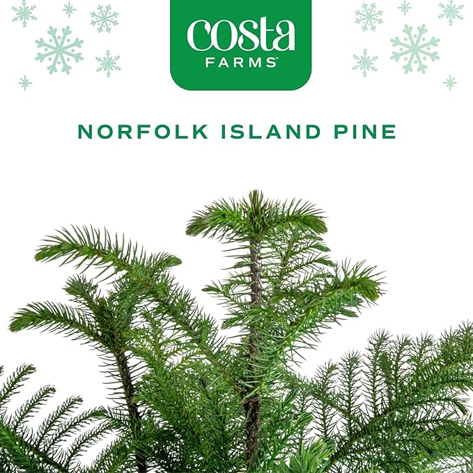 Costa Farms Norfolk Island Pine Live Christmas Tree, House Plant in Decorative Holiday Pot, Easy to Maintain Large Indoor Houseplant, Holidays or Christmas Décor, Decoration, or Gift, 3-4 Feet Tall
