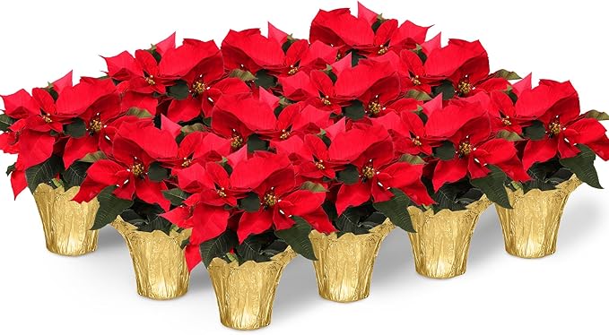 Green Circle Growers 4" Poinsettia Red in Gold Pot Cover, 12 Pack