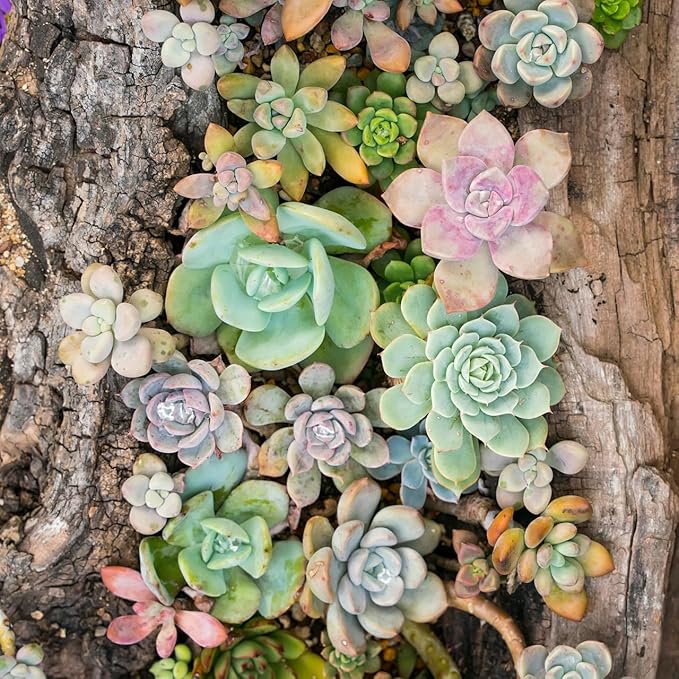 Mountain Crest Gardens Echeveria Succulent Bulk Pack - 50 Live Rosette Plants, 5 Each of 10 Varieties, Rooted in 2 Inch Pots - Succulents for Arrangements, Decor & DIY Projects