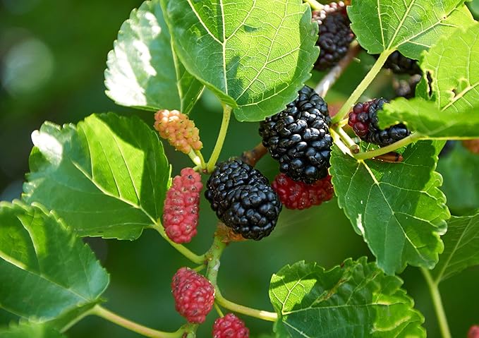 Everbearing Mulberry Tree - 5 Live Plants in 6 Inch Pots - Edible Fruit Tree for The Patio and Garden