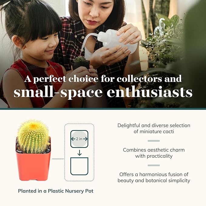 Shop Succulents Premium Live Mini Cactus Plants in Bulk 2" Pots, Easy Care Indoor or Outdoor Gardening, Terrariums, Favors, & Contemporary Spaces with Hardy, Resilient Varieties, Pack of 100