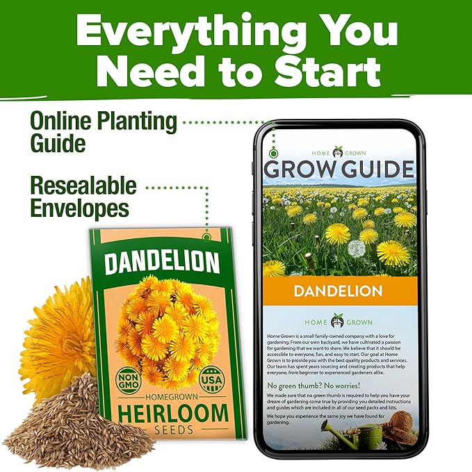 HOME GROWN 𝗨𝗦𝗔 𝗣𝗥𝗘𝗠𝗜𝗨𝗠 Dandelion Seeds for Planting – 600 Heirloom Medicinal Herb Seeds (~0.3g) 𝗡𝗢𝗡-𝗚𝗠𝗢 Grow Edible Leaves and Flowers for Remedies or Wildlife (Taraxacum officinale)